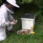 GLOBAL DEDETIZAÇÃO – DEDETIZAÇÃO EM ASA NORTE EM BRASÍLIA – DF